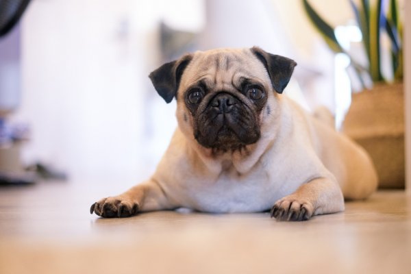 fawn pug sitting down